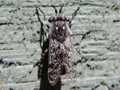 Haematopota americana thumbnail 4