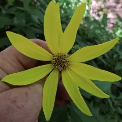 pale sunflower thumbnail 2