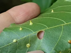 Hickory Smooth Gumdrop Gall Midge thumbnail 2