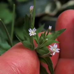 fringed willowherb thumbnail 3