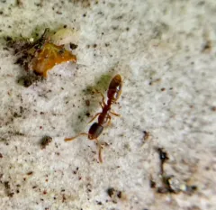 Common Porthole Ant thumbnail 4