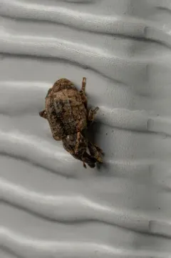 Pigweed Curculio thumbnail 2