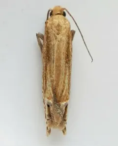 Goldenrod Pelochrista Moth thumbnail 2