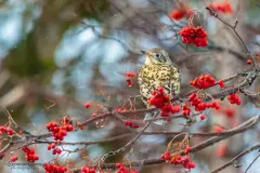 Mistle Thrush thumbnail 2