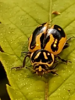 Sinuate Lady Beetle thumbnail 2