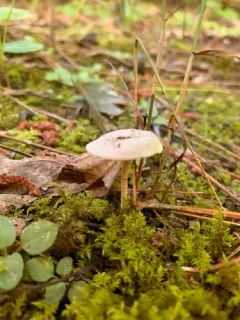 Entoloma albogriseum thumbnail 2