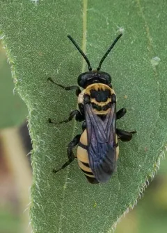 Concave Longhorn-Cuckoo thumbnail 2