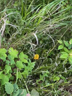 orange crested orchid thumbnail 4
