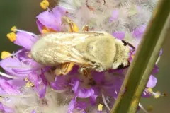 Colletes wilmattae thumbnail 2