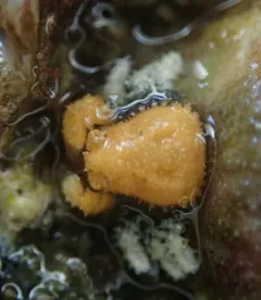 Spiny Lithode Crab thumbnail 3