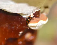 Mycetina perpulchra thumbnail 2