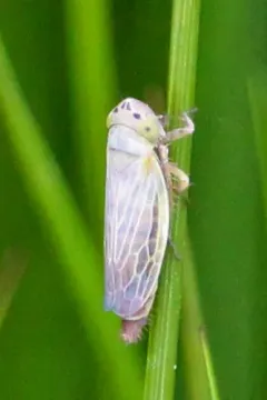Amplicephalus simplex thumbnail 3