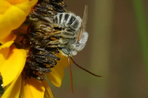 Snow's Longhorn Bee