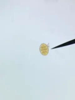 Surirella undulata thumbnail 3
