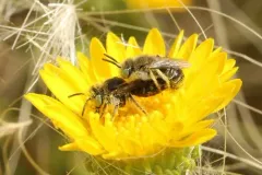 Colorado Calliopsis Bee thumbnail 2