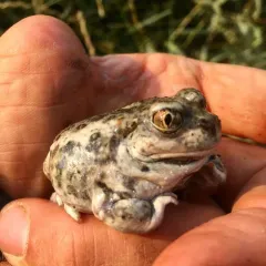 Plains Spadefoot thumbnail 2