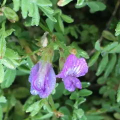 Bodin's Milkvetch thumbnail 4