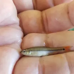 Hornyhead Chub thumbnail 4