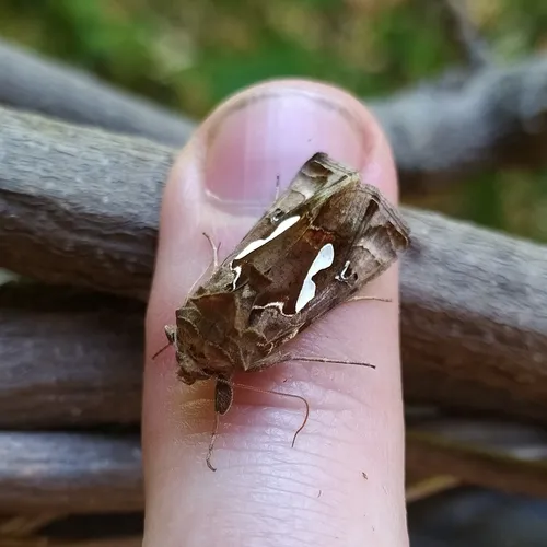 Bilobed Looper Moth