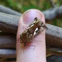 Bilobed Looper Moth thumbnail 1