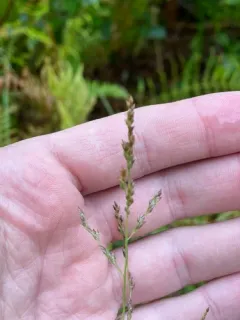 Long-leaved Redtop-Panicgrass thumbnail 3