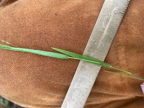 warty panic grass