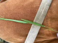 warty panic grass thumbnail 1