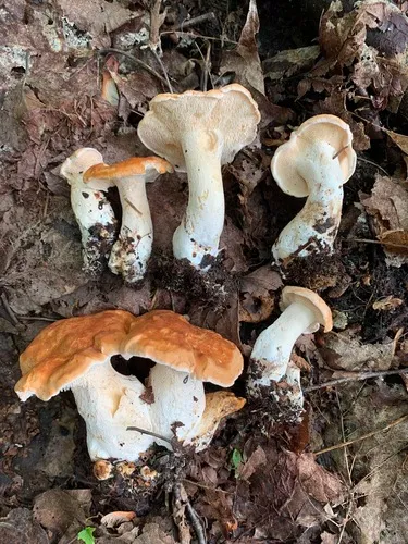 Hydnum aerostatisporum