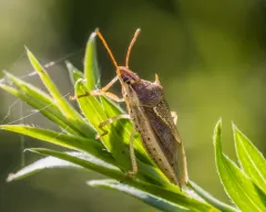 Rice Stink Bug thumbnail 3