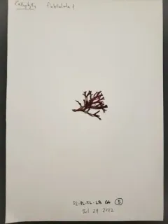 red sea fan thumbnail 3