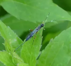 Xorides peniculus thumbnail 3