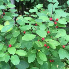 Mountain holly thumbnail 3