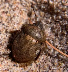shield-backed pine seed bug thumbnail 2