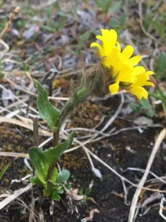 Kjellman's Groundsel thumbnail 2