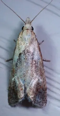 Phtheochroa villana thumbnail 2