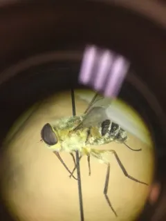 Neorhynchocephalus volaticus thumbnail 2