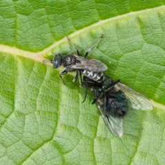 Oxybelus uniglumis thumbnail 2