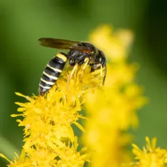Philanthus solivagus thumbnail 2
