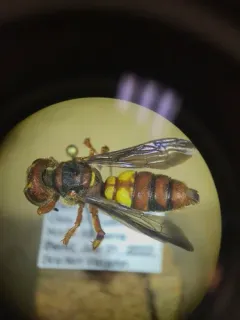 Cerceris bicornuta thumbnail 2