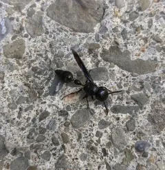 Zethus spinipes thumbnail 2