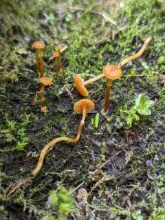 Marsh Bell thumbnail 1