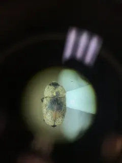 Northern Sap Beetle thumbnail 4