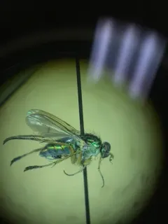 Dolichopus latipes thumbnail 3
