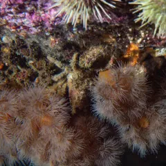 Great Spider Crab thumbnail 3