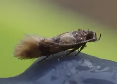Small Decantha Moth thumbnail 3