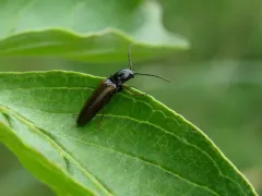 Oestodes tenuicollis thumbnail 1