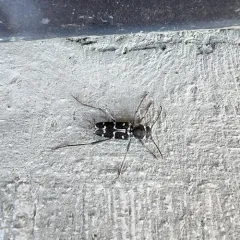Spruce Zebra Beetle thumbnail 2