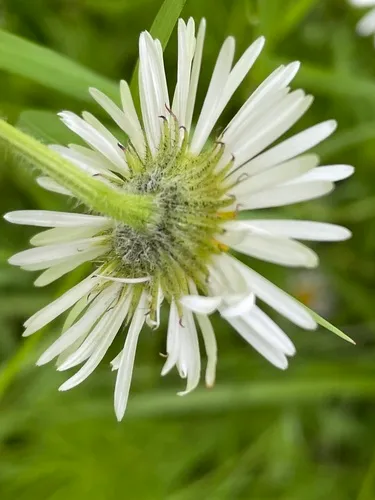 Coulter's fleabane