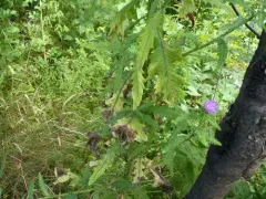 Welted Thistle thumbnail 2