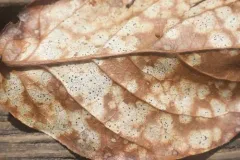 Coccomyces tumidus thumbnail 4